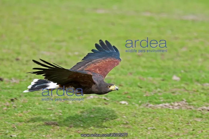  : Harris Hawk in flight