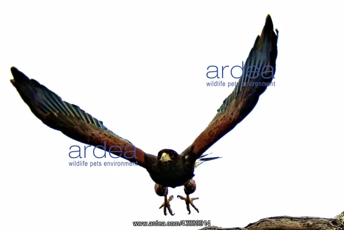 : Harris Hawk in Flight : Harris Hawk in Flight