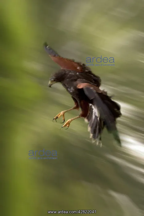 : Harris HAWK - in flight, swoops fast to catch its prey : Harris HAWK - in flight, swoops fast to catch its prey