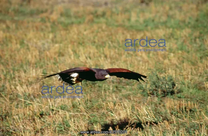 : HARRIS HAWK - FLYING LOW : HARRIS HAWK - FLYING LOW