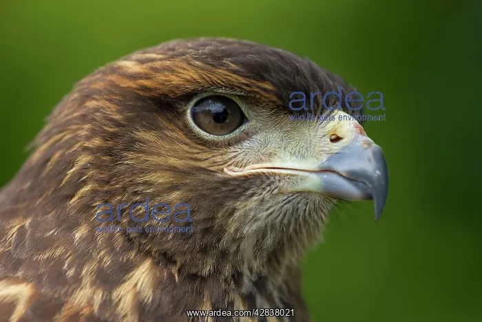 : Harris Hawk - Immature : Harris Hawk - Immature