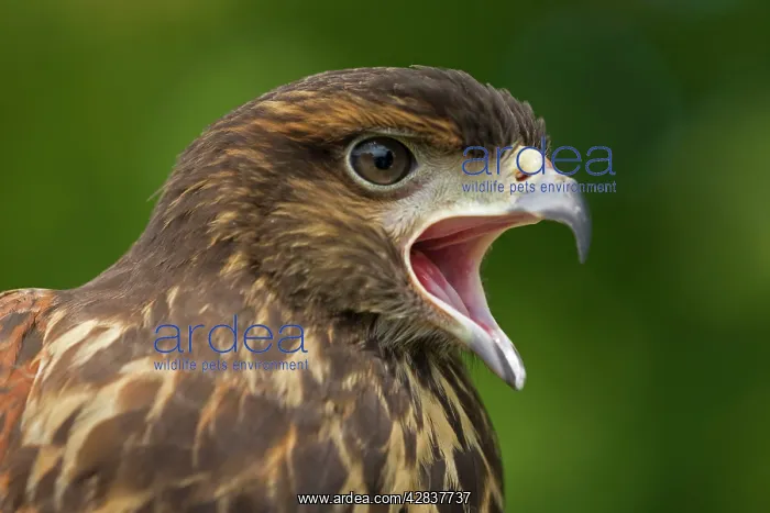 : Harris Hawk - Immature - Calling : Harris Hawk - Immature - Calling