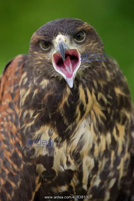 : Harris Hawk - Immature calling : Harris Hawk - Immature calling