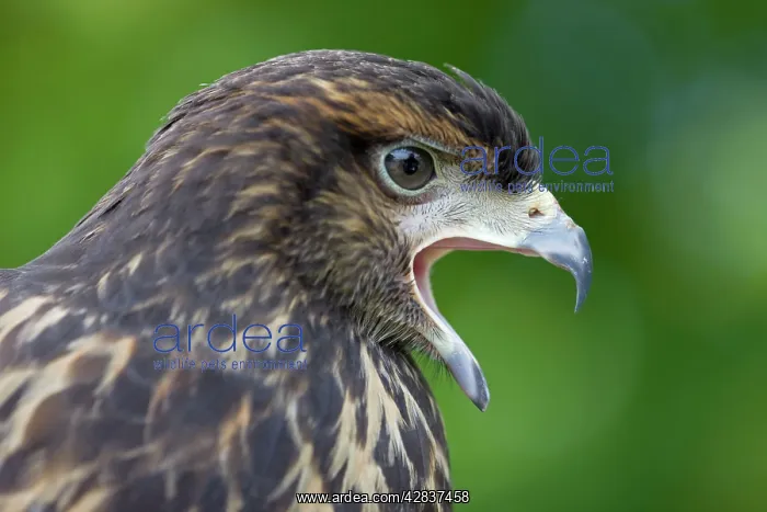 : Harris Hawk - immature - Portrait - Calling : Harris Hawk - immature - Portrait - Calling