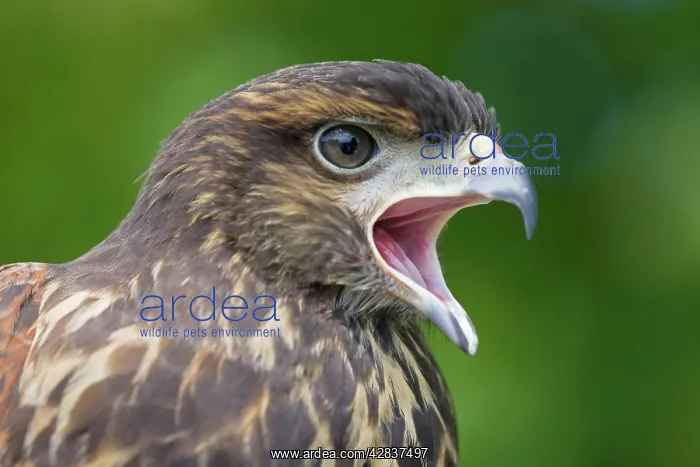 : Harris Hawk - immature - Portrait - Calling : Harris Hawk - immature - Portrait - Calling
