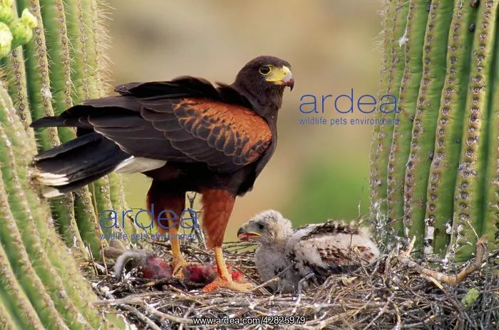 : HARRIS HAWK - on nest in saguaro cactus, with chicks : HARRIS HAWK - on nest in saguaro cactus, with chicks