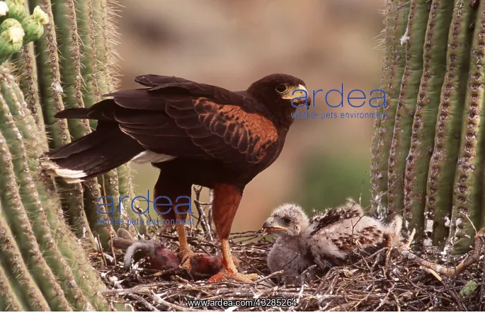 : HARRIS HAWK - on nest in Saguaro cactus with chicks : HARRIS HAWK - on nest in Saguaro cactus with chicks
