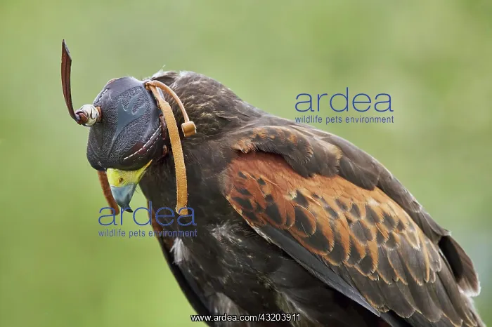 : Harris Hawk (Parabuteo Unicinctus), Portrait, England : Harris Hawk (Parabuteo Unicinctus), Portrait, England