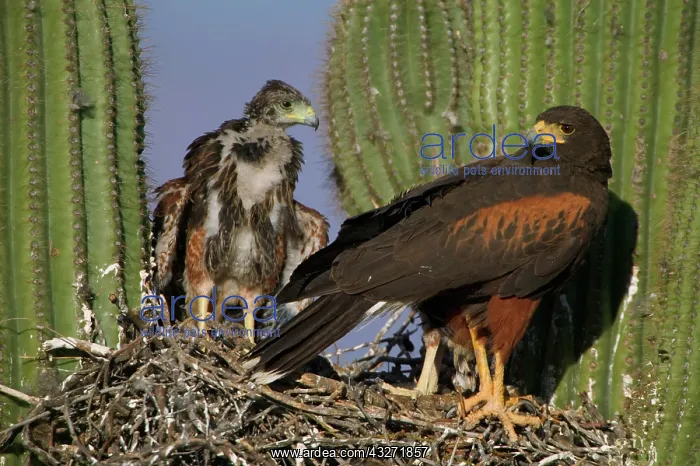 : Harris Hawk (Parabuteo unicinctus)-Arizona-in saguaro cactu : Harris Hawk (Parabuteo unicinctus)-Arizona-in saguaro cactu