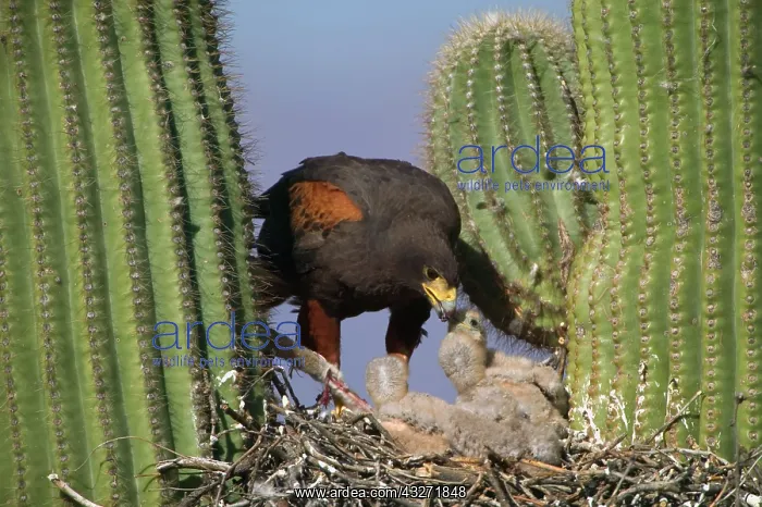 : Harris Hawk (Parabuteo unicinctus)-Arizona- At nest in sagu : Harris Hawk (Parabuteo unicinctus)-Arizona- At nest in sagu