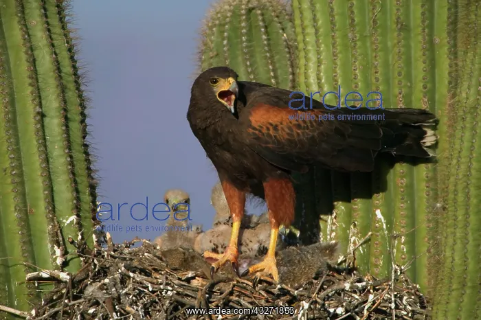 : Harris Hawk (Parabuteo unicinctus)-Arizona- At nest in sagu : Harris Hawk (Parabuteo unicinctus)-Arizona- At nest in sagu