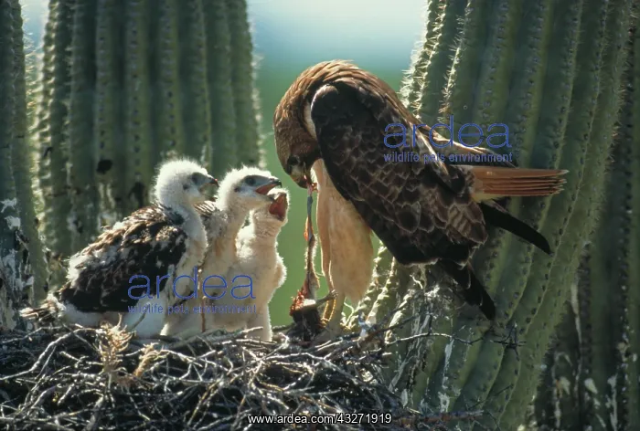 : Harris Hawk (Parabuteo unicinctus)-Arizona- At nest in sagu : Harris Hawk (Parabuteo unicinctus)-Arizona- At nest in sagu