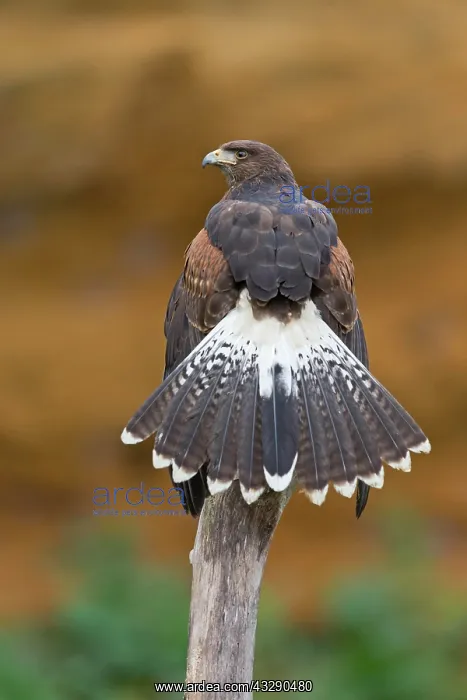 : Harris Hawk (Parabuteo unicinctus) juvenile, perched : Harris Hawk (Parabuteo unicinctus) juvenile, perched