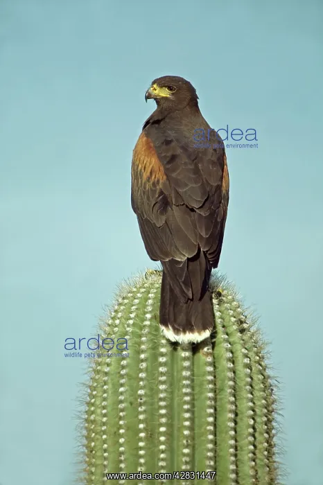 : Harris Hawk - perched on saguaro cactus : Harris Hawk - perched on saguaro cactus