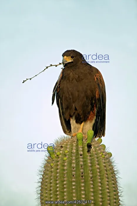 : Harris Hawk - perched in saguaro cactus holding : Harris Hawk - perched in saguaro cactus holding