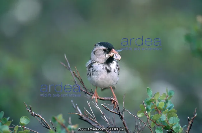  : Harris Sparrow