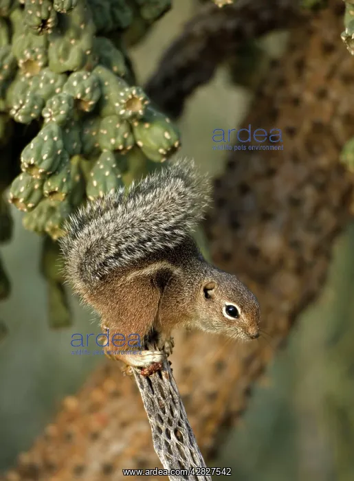 : Harris / Yuma Antelope Squirrel : Harris / Yuma Antelope Squirrel
