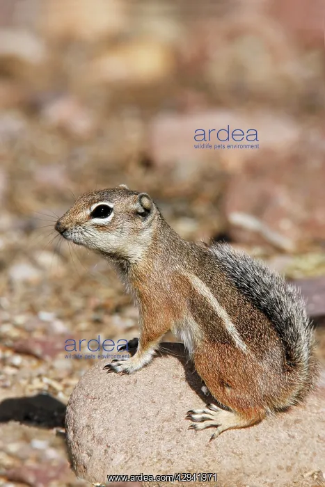 : HarrisI Antelope Squirrel : HarrisI Antelope Squirrel