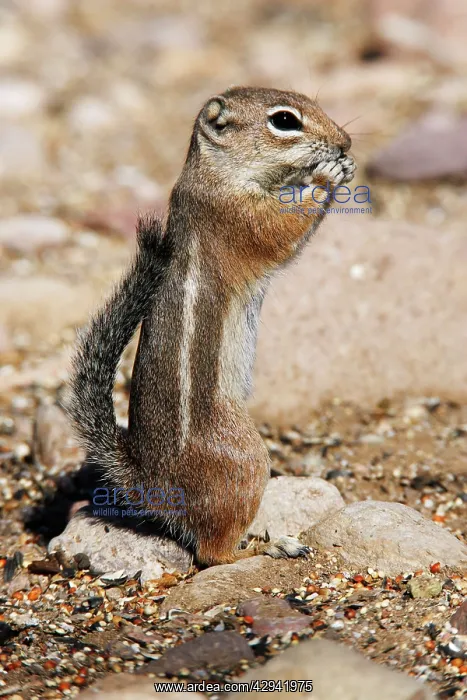 : HarrisI Antelope Squirrel : HarrisI Antelope Squirrel