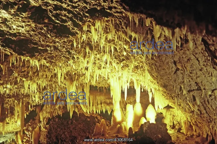 : Harrison's Cave : Harrison's Cave