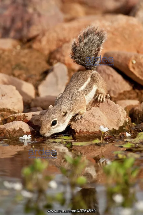 : Harris's Antelope Squirrel, Ammospermophilus : Harris's Antelope Squirrel, Ammospermophilus