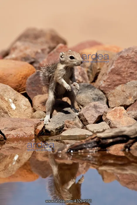 : Harris's Antelope Squirrel, Ammospermophilus : Harris's Antelope Squirrel, Ammospermophilus