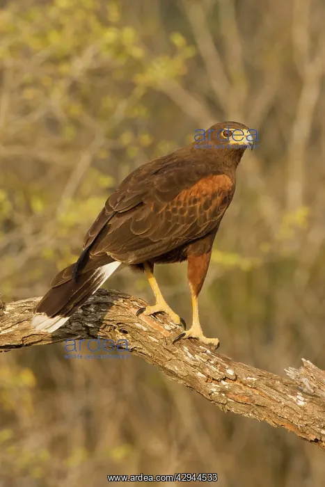 : Harris's Hawk : Harris's Hawk