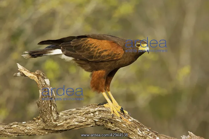 : Harris's Hawk : Harris's Hawk