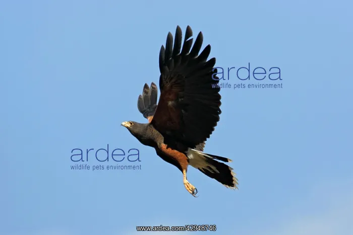  : Harris's Hawk