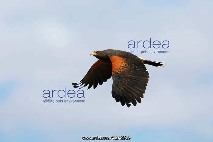 : Harris's Hawk - in flight : Harris's Hawk - in flight