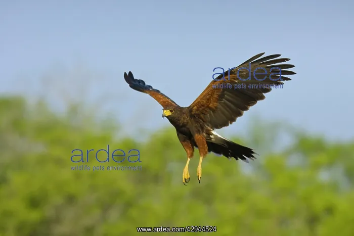  : Harris's Hawk - in flight