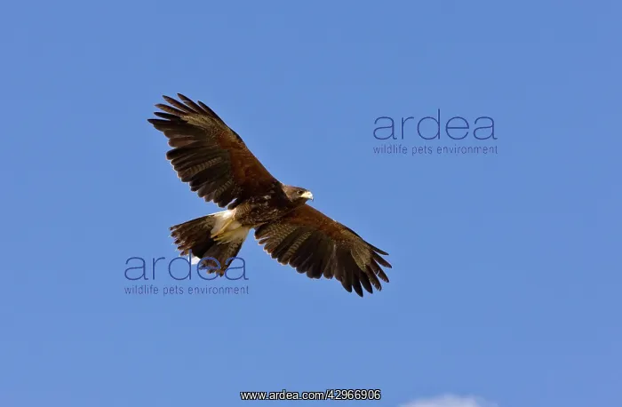 : Harris's Hawk - in flight : Harris's Hawk - in flight