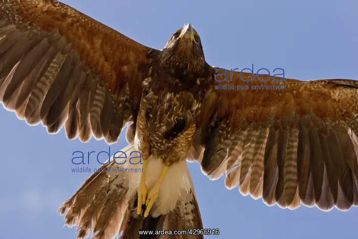 : Harris's Hawk - in flight : Harris's Hawk - in flight