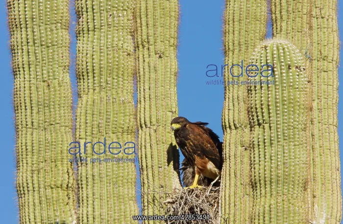 : Harris's Hawk - at the nest in a Saguaro cactus : Harris's Hawk - at the nest in a Saguaro cactus