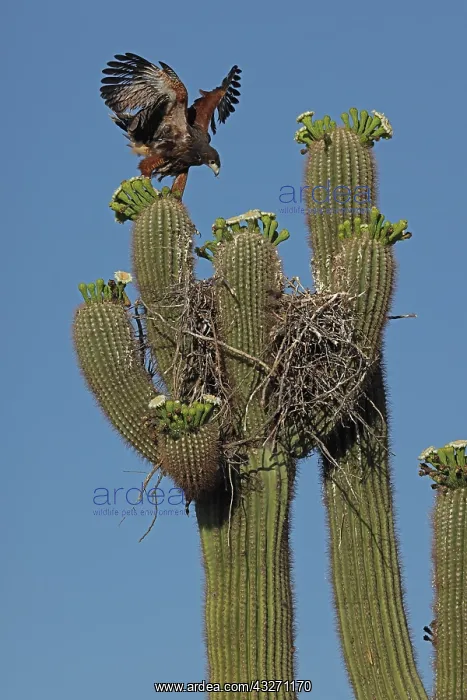: Harriss hawk (Parabuteo unicinctus), nestling about to leav : Harriss hawk (Parabuteo unicinctus), nestling about to leav
