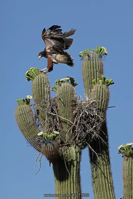 : Harriss hawk (Parabuteo unicinctus), nestling about to leav : Harriss hawk (Parabuteo unicinctus), nestling about to leav
