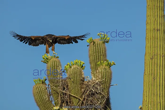 : Harriss hawk (Parabuteo unicinctus), nestling about to leav : Harriss hawk (Parabuteo unicinctus), nestling about to leav