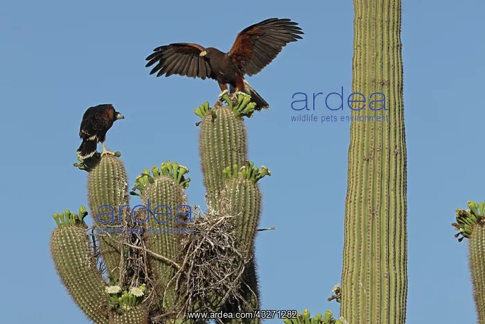 : Harriss hawk (Parabuteo unicinctus), nestling about to leav : Harriss hawk (Parabuteo unicinctus), nestling about to leav
