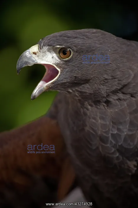 : Harriss Hawk (Parabuteo unicinctus) - Portrait - Captive - : Harriss Hawk (Parabuteo unicinctus) - Portrait - Captive -