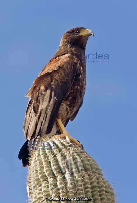 : Harris's Hawk - perched on Cactus : Harris's Hawk - perched on Cactus