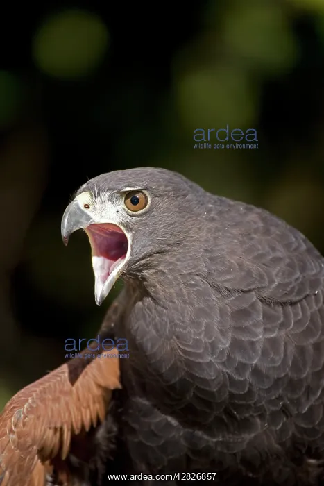 : Harris's Hawk - Portrait - Captive : Harris's Hawk - Portrait - Captive
