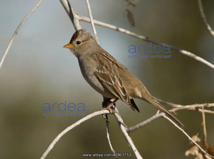 : Harris's Sparrow - in winter : Harris's Sparrow - in winter