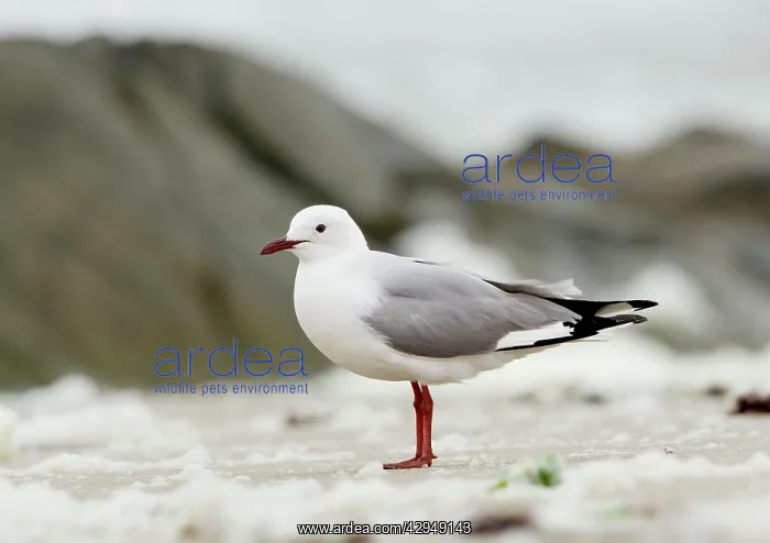 : Hartbaubs Gull - Full body portrait standing on : Hartbaubs Gull - Full body portrait standing on
