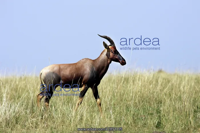 : Hartebeest : Hartebeest