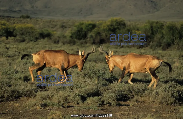 : Hartebeest / Kongoni - Fighting : Hartebeest / Kongoni - Fighting
