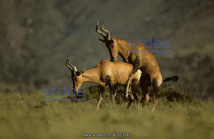 : Hartebeest / Kongoni - Pair mating : Hartebeest / Kongoni - Pair mating
