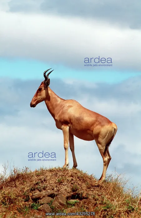  : HARTEBEEST - on mound