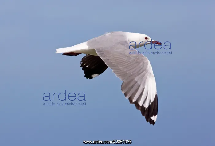  : Hartlaub's Gull - in flight