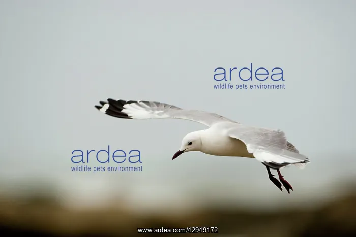: Hartlaubs Gull - in flight : Hartlaubs Gull - in flight