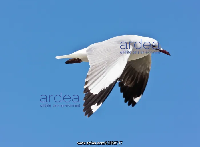 : Hartlaub's Gull - in flight. The Cape, South : Hartlaub's Gull - in flight. The Cape, South
